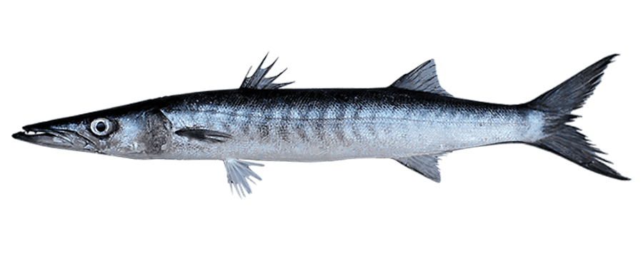 Barracuda